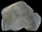 Polished Iguanodon Bone - Pyritized! #33260-1